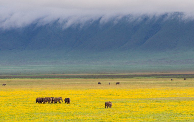 1 Day Safari To Ngorongoro Crater With Cost (Shared/Private)