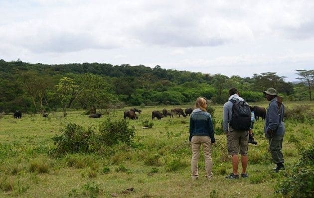 1 Day Arusha National Park Safari With Cost (Shared/Private)