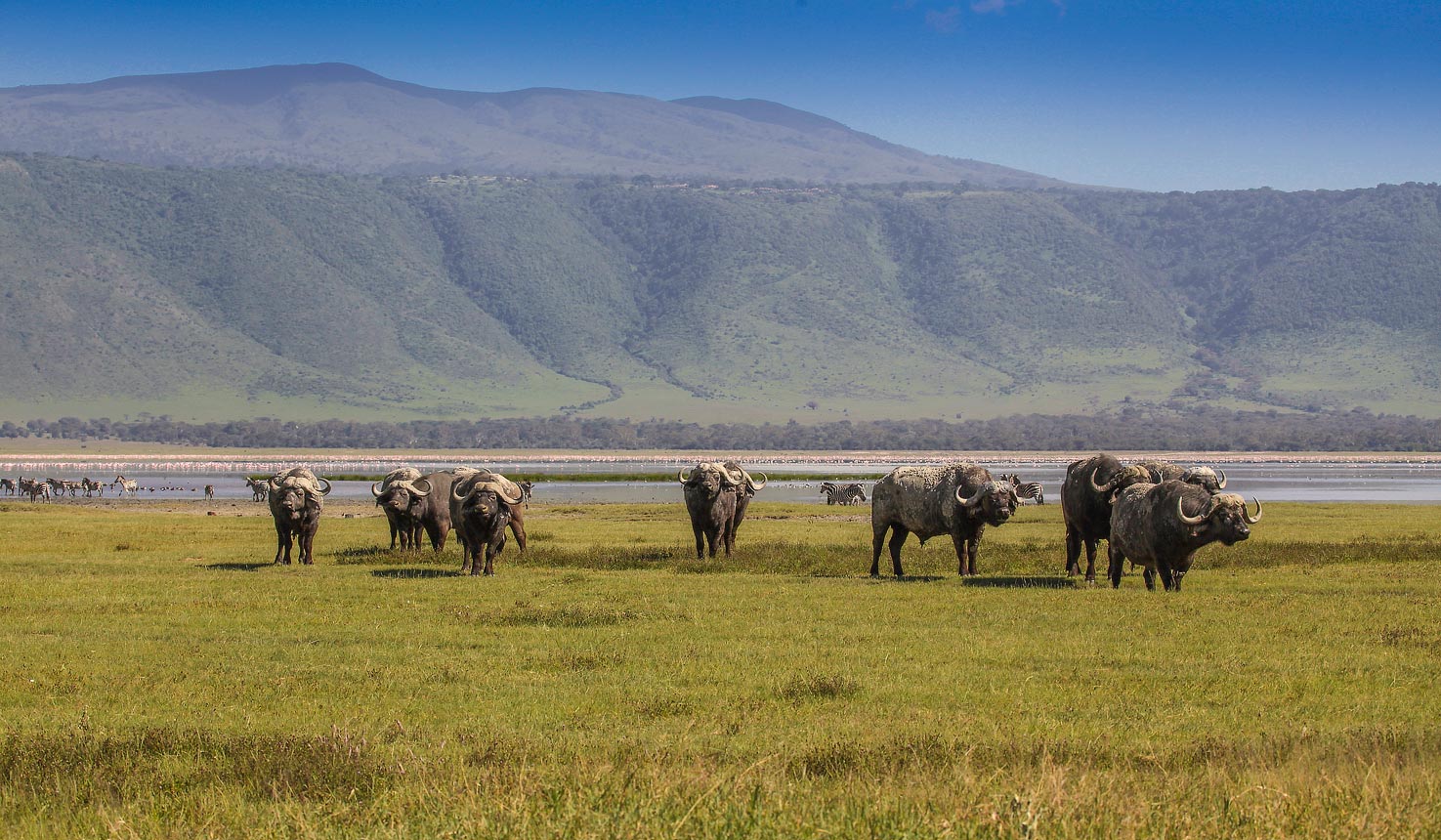 African Buffalo, Ngorongoro Conservation Area
