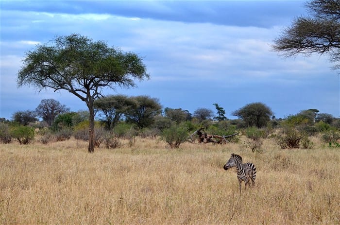 We Could Link Mkomazi Onto A Longer Safari, With The Option Of Camping Within The Park.
