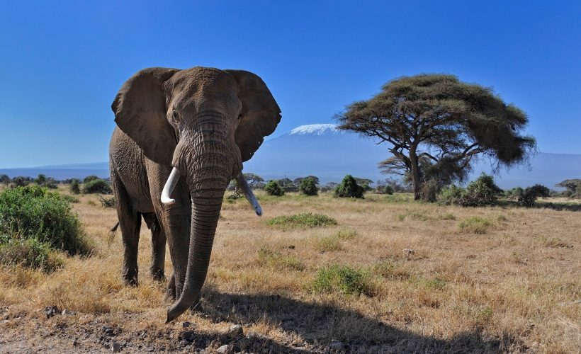 5 Days Magical Kenya Safari