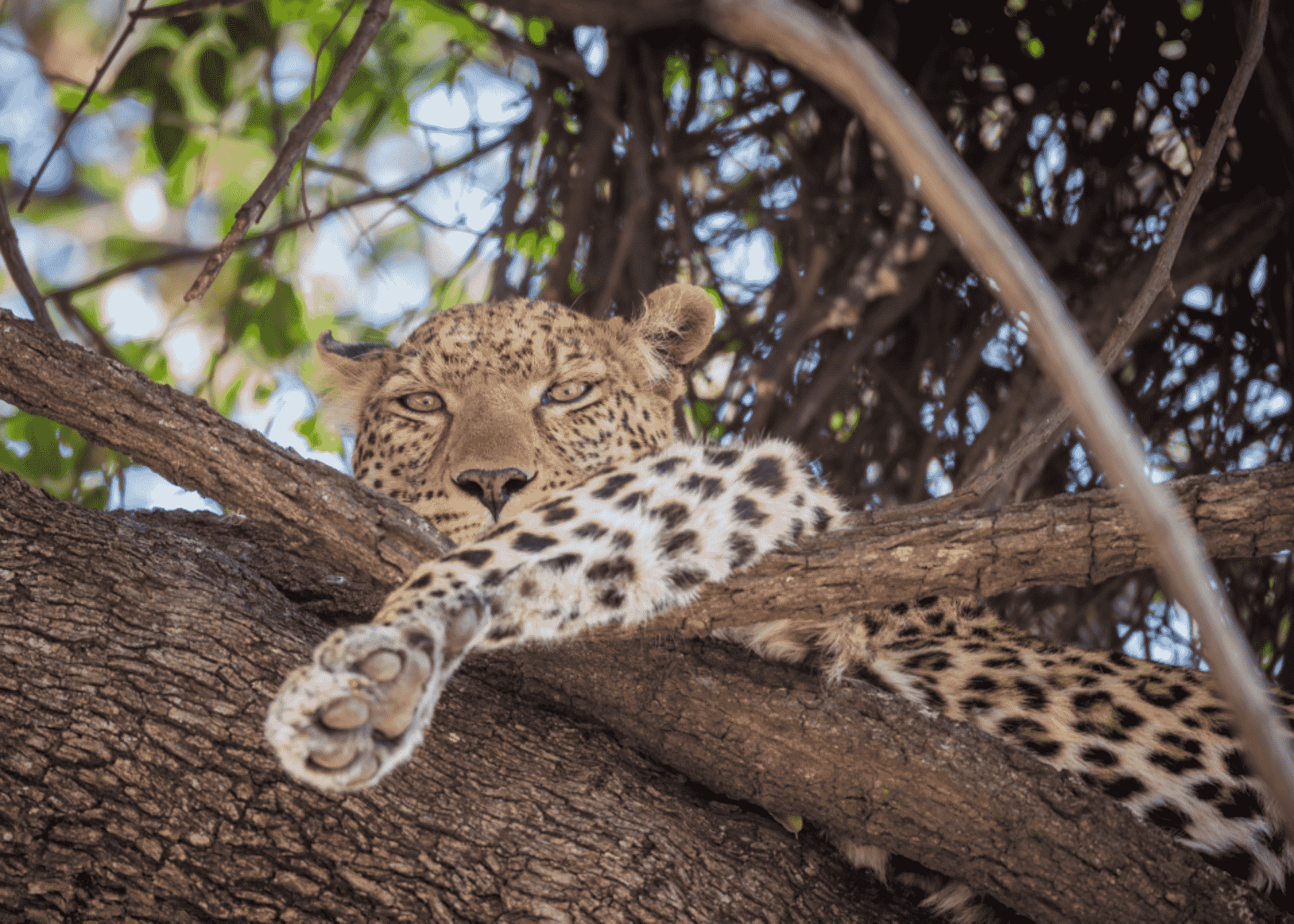The famous tree climbing Leopards of Tarangire