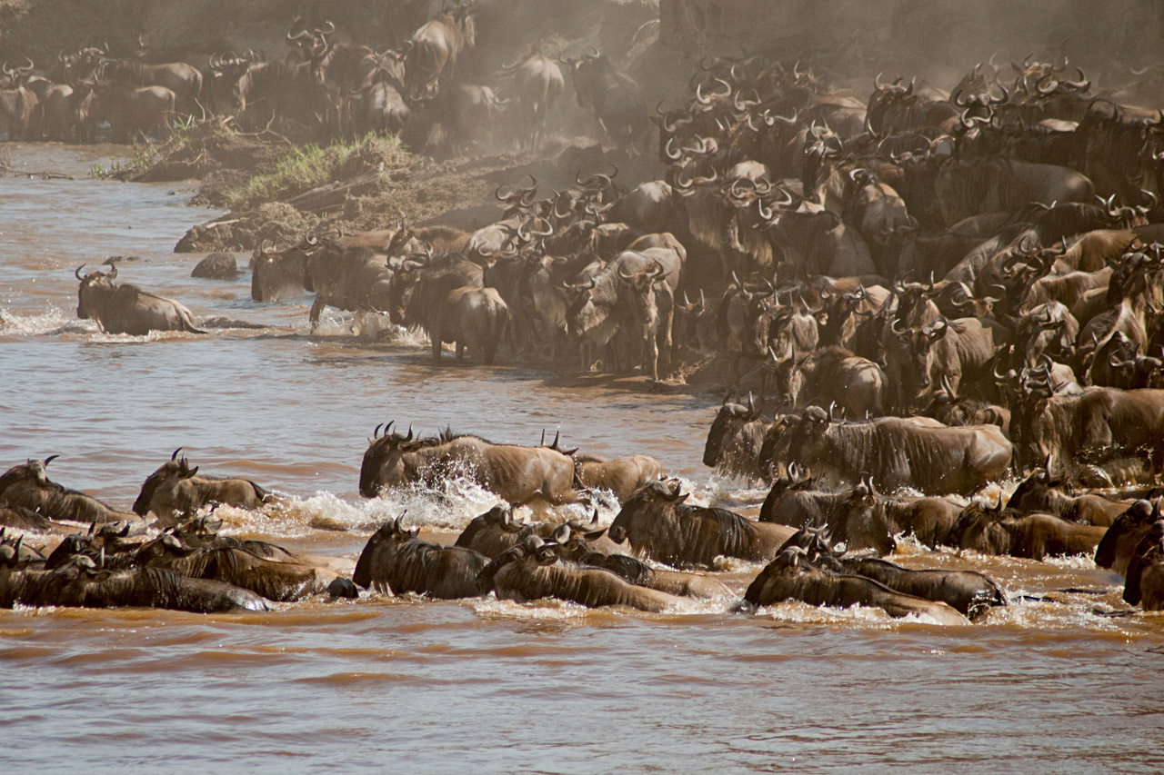 The famous river crossing in the Serengeti National Park