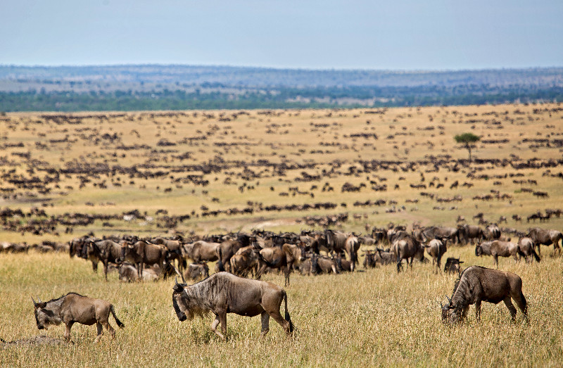 Combo Tanzania & Kenya Safari
