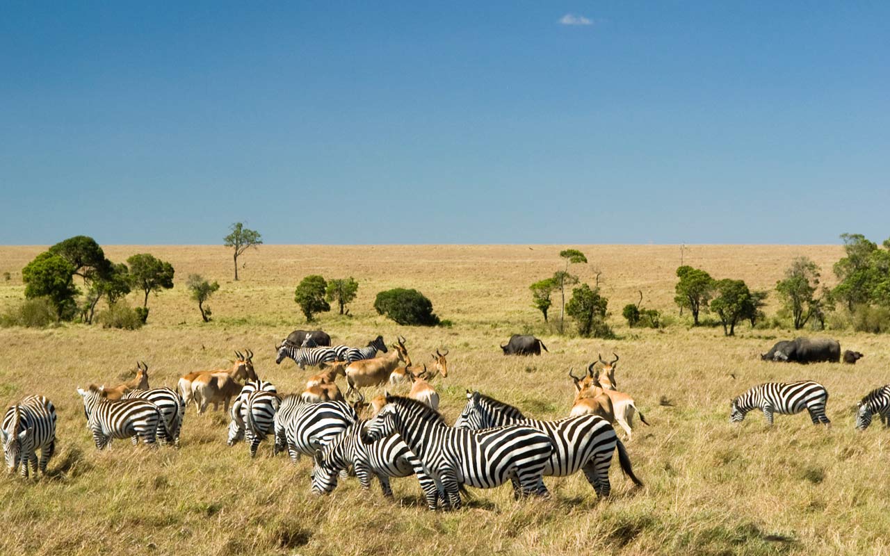 Arrival kenya Safari
